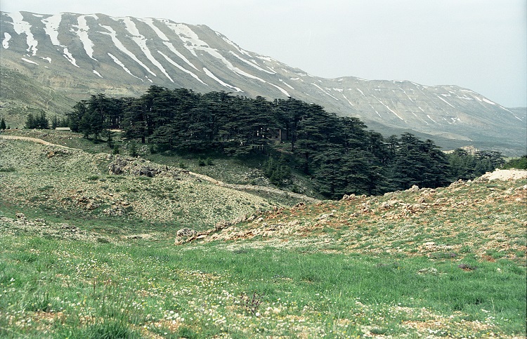 Cedar Forests