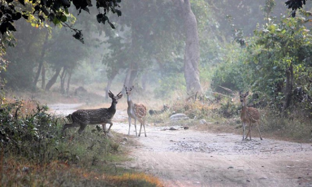 Mukteshwar Wildlife Sanctuary